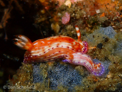 Hypselodoris