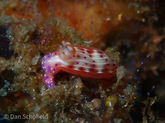Hypselodoris