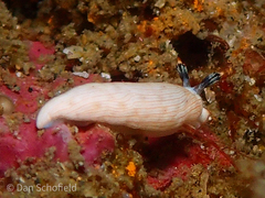 Dermatobranchus albus