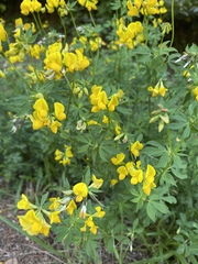 Lotus corniculatus