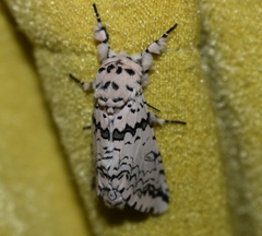 Kamalia kandyia