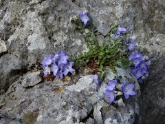 Campanula fragilis cavolinii