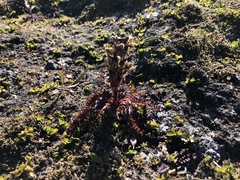 Pedicularis flammea