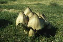 Coprinopsis acuminata