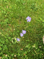 Cichorium intybus