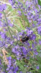 Bombus soroeensis