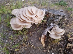 Pleurotus