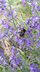 Bombus soroeensis