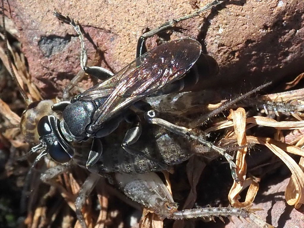 Crabronid wasp