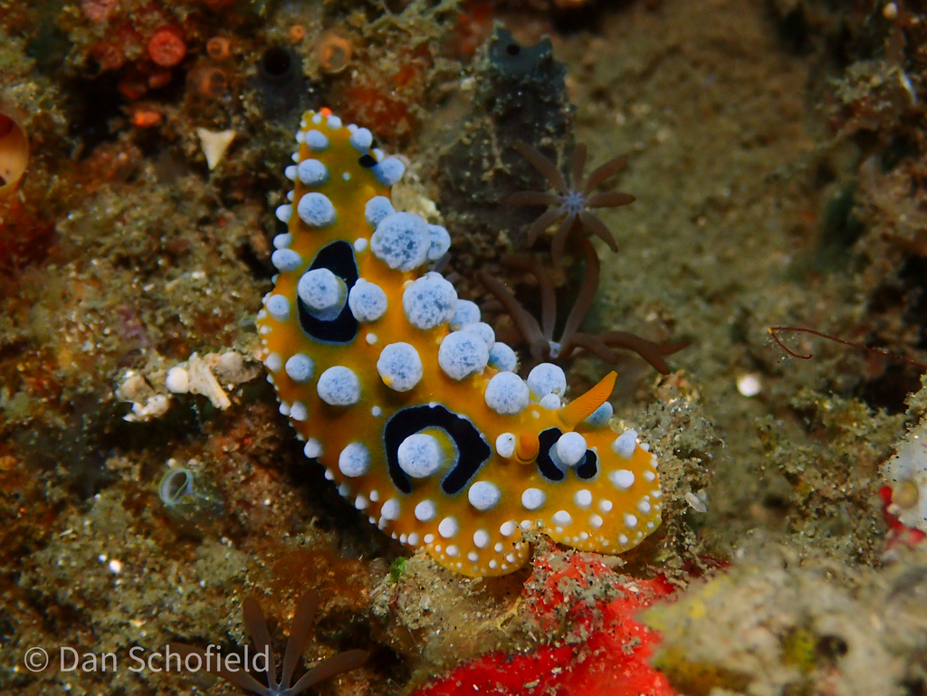 Ocellated Wart Slug