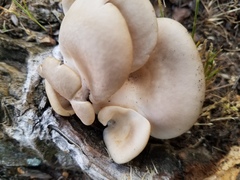 Pleurotus