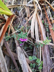 Indigofera filiformis