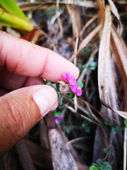 Indigofera filiformis