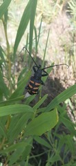 Ceroplesis capensis