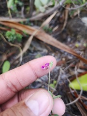 Indigofera filiformis