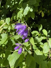 Campanula trachelium