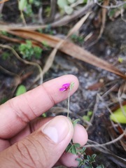 Indigofera filiformis