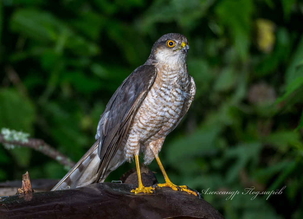 Eurasian sparrowhawk - Wikipedia