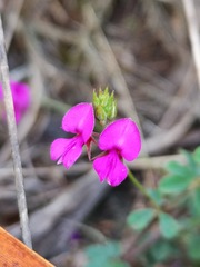 Indigofera filiformis