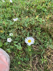 Tripleurospermum inodorum