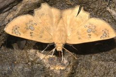 Caprona ransonnettii