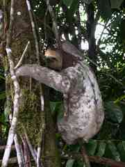 Bradypus tridactylus