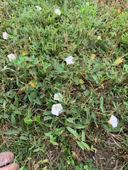 Convolvulus arvensis