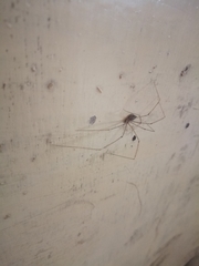 Pholcus phalangioides