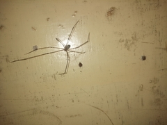 Pholcus phalangioides