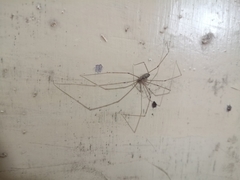 Pholcus phalangioides