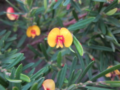 Bossiaea linophylla