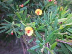 Bossiaea linophylla