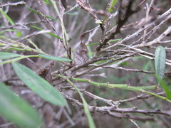 Bossiaea linophylla