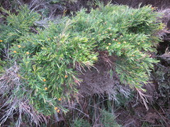 Bossiaea linophylla