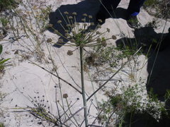 Annesorhiza macrocarpa