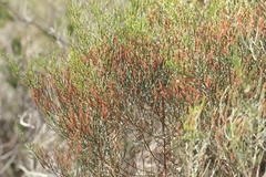 Allocasuarina muelleriana