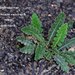 Asplenium ceterach ceterach - Photo (c) Ali Mohammed Alzahrani，保留部份權利CC BY-NC