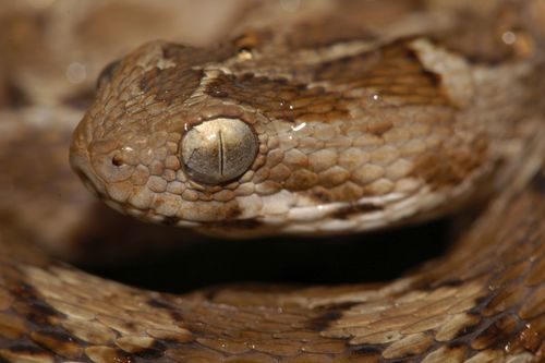 Saw-scaled Viper