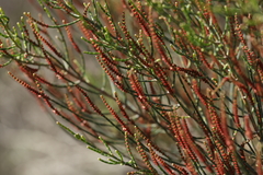 Allocasuarina muelleriana