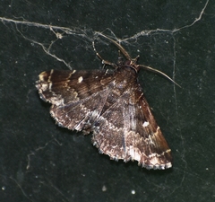 Adrapsa simplex