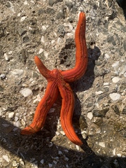 Ophidiaster ophidianus