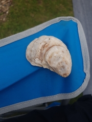 Crassostreinae