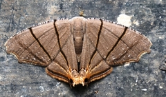 Orudiza protheclaria