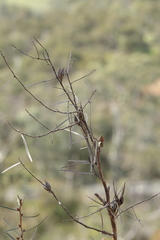 Hakea carinata