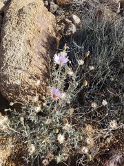Xylorhiza