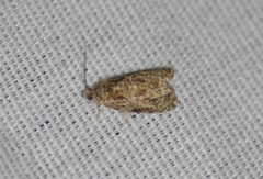 Olethreutes furfuranum
