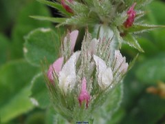 Trifolium stellatum