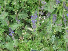 Brachypodium distachyon