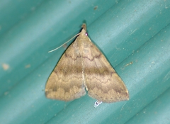 Phalaenostola eumelusalis