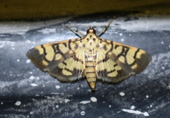 Pardomima distortana
